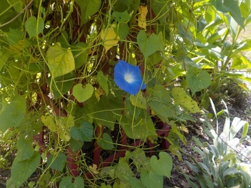 Leaves 